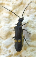 Malthodes mysticus