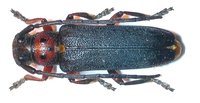 Phytoecia astarte lederi