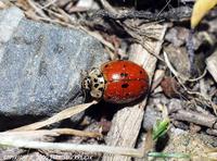 Adalia decempunctata