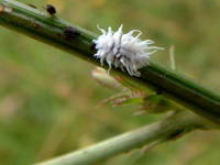 Scymnini - Dusky Lady Beetles