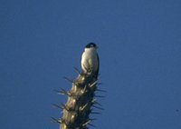 Chaberts Vanga (Leptopterus chabert) 34K