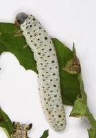 Tenthredo scrophulariae