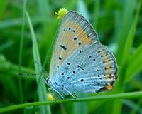 Lycaena dispar - Large Copper