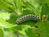 Diloba caeruleocephala - Figure of Eight