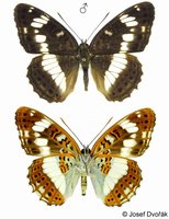 Limenitis camilla - White Admiral