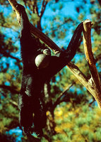 Siamang (Symphalangus syndactylus)