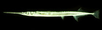 Strongylura leiura, Banded needlefish: fisheries, gamefish