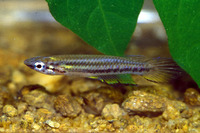 Epiplatys bifasciatus bifasciatus, : aquarium