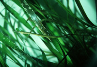 Syngnathus leptorhynchus, Bay pipefish: aquarium