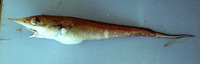 Trachyrincus scabrus, Roughsnout grenadier: fisheries