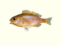 Parascolopsis tosensis, Tosa dwarf monocle bream: fisheries