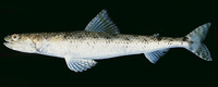 Saurida nebulosa, Clouded lizardfish: fisheries