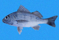 Haemulopsis axillaris, Yellowstripe grunt: fisheries