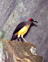 Red-headed Picathartes  (Iain Campbell)