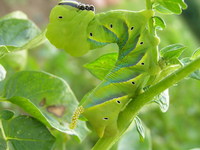 Acherontia atropos - Death's-head Hawk-moth