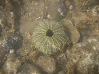 Psammechinus miliaris - Green Sea-urchin