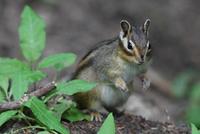 Image of: Tamias sibiricus (Siberian chipmunk)