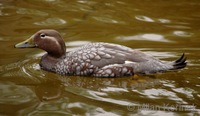 Tachyeres patachonicus - Flying Steamerduck