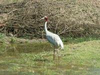 Grus antigone - Sarus Crane