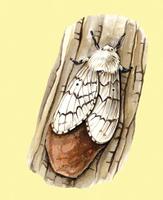 Image of: Lymantria dispar (gypsy moth)