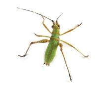Image of: Scudderia
