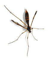 Image of: Tipulidae (crane flies)