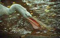 Pelecanus crispus - Dalmatian Pelican