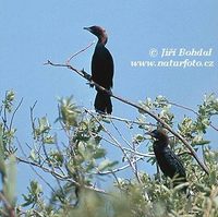 Phalacrocorax pygmaeus - Pygmy Cormorant