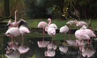 Phoeniconaias minor - Lesser Flamingo