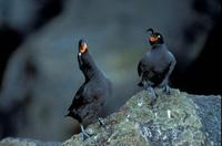 Image of: Aethia cristatella (crested auklet)