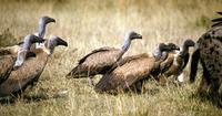 Image of: Gyps africanus (African white-backed vulture)