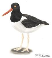 Image of: haematopus palliatus (American oystercatcher)