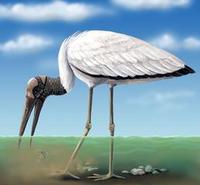 Image of: Mycteria americana (wood stork)