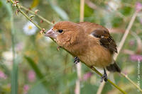 Image of: Passerina caerulea (blue grosbeak)