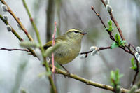 Image of: Phylloscopus pulcher (buff-barred warbler)