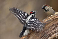 Image of: Picoides pubescens (downy woodpecker), Passer domesticus (house sparrow)