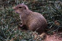 Spermophilus citellus - European Ground Squirrel
