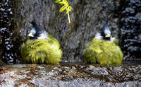 Image of: Spizixos canifrons (crested finchbill)