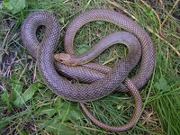 Dolichophis caspius