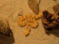 Cerastes cerastes - Desert Horned Viper