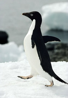 Photo: An Adélie penguin walking on snow