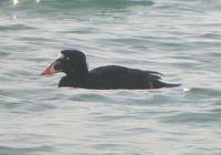 Surf Scoter - Melanitta perspicillata