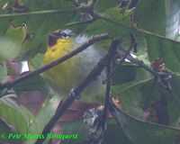 Chestnut-fronted Shrike Babbler - Pteruthius aenobarbus