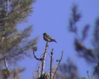 Black-headed Greenfinch - Carduelis ambigua