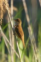 Clamorous Reed Warbler