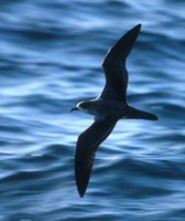 Barau's Petrel - Pterodroma baraui