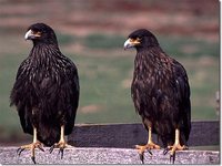 Striated Caracara - Phalcoboenus australis
