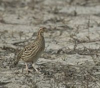 Rain Quail - Coturnix coromandelica