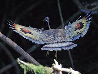 Sunbittern - Eurypyga helias