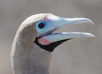 Red-footed Booby (Sula sula) photo